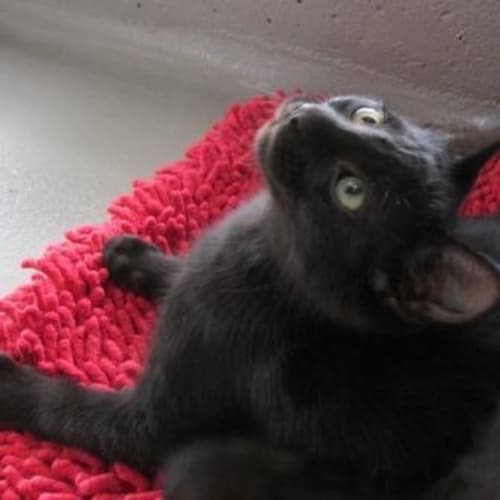 Licorice