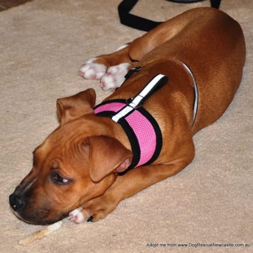 Vincent ~ mastiff mix puppy (On Trial 4/4/16)