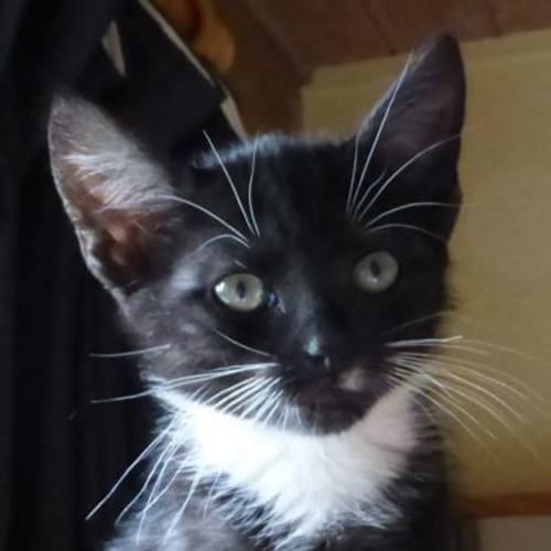 Emrys