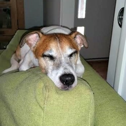 Cooper ~ Fun loving Jack Russell (on trial 4/05/16