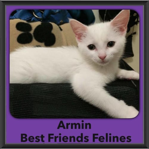 Armin