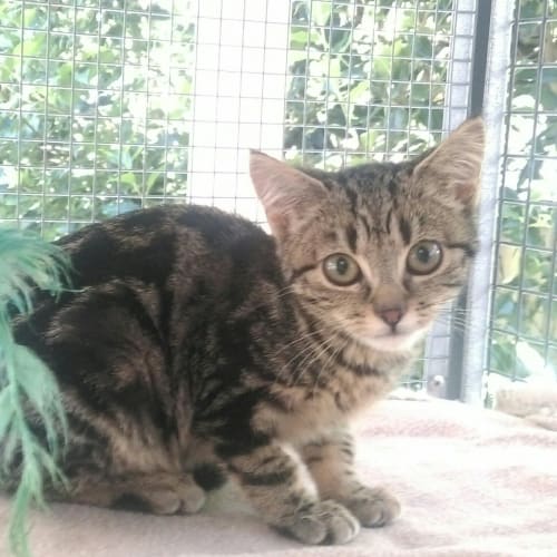 Skittles @ The Pet House, Tuggerah
