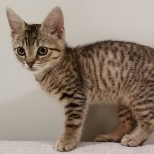 Remy