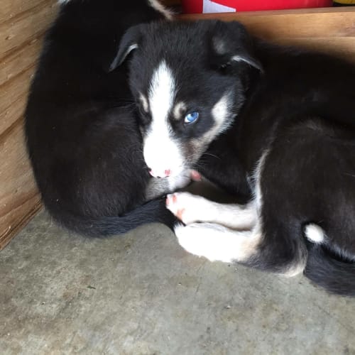 Rocky - adoption pending