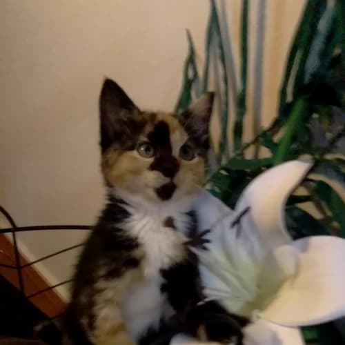 Willow