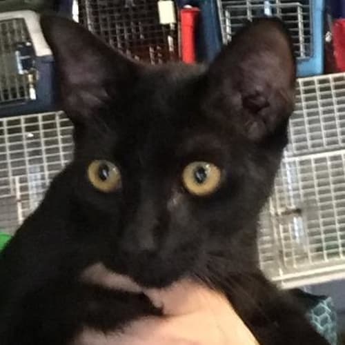 Umbreon