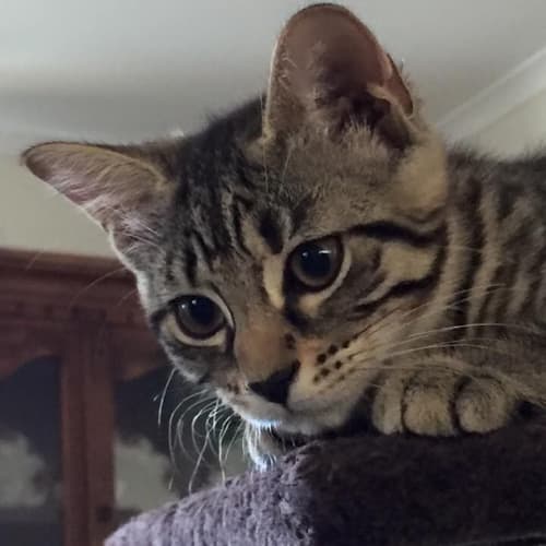 Dora