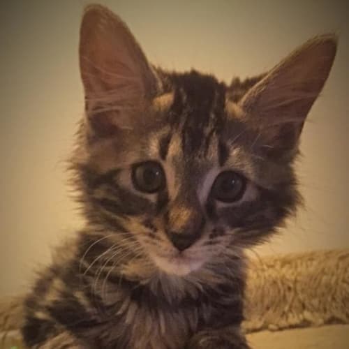 Bonti