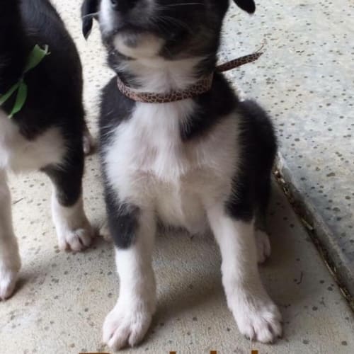 Rubble - adoption pending