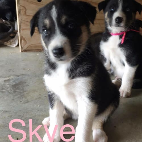 Skye - adoption pending