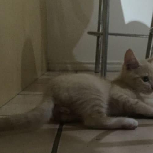 Garfield