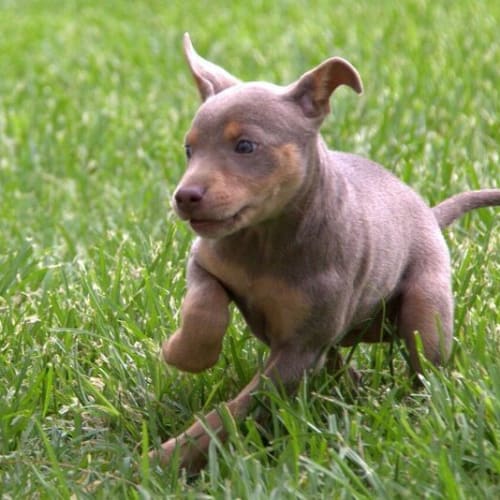 Amera ~ Kelpie  on hold trial starts 27/01/16