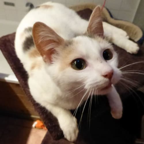 Calista