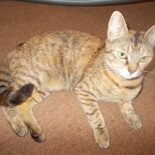 Rosie