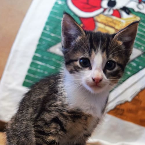 Harvy **Adoption Pending**