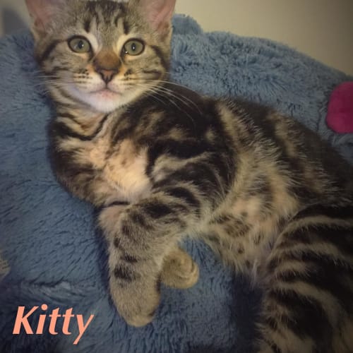 Kitty