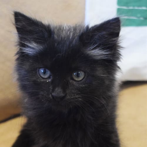 Tova ** Adoption Pending**