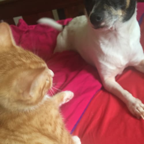 Boots - Adoption pending!
