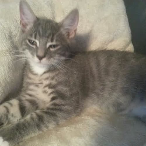 Ziggy