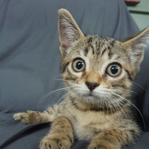 Raspberry *Adoption Pending*