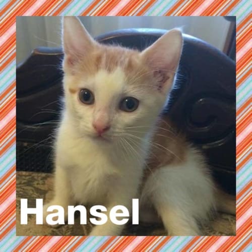 Hansel