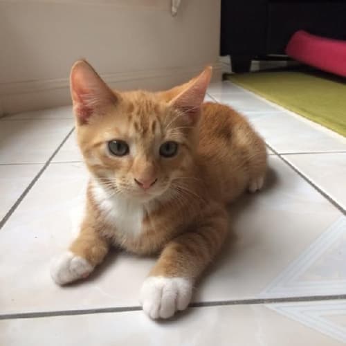 Tyrion