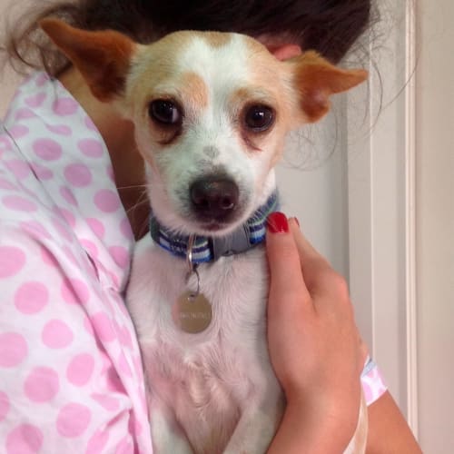 **Assisted rehoming** Rikki a sweet cuddly boy