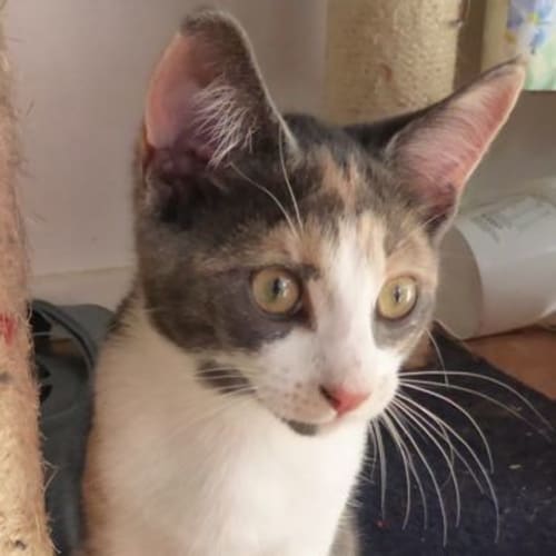 Bindi