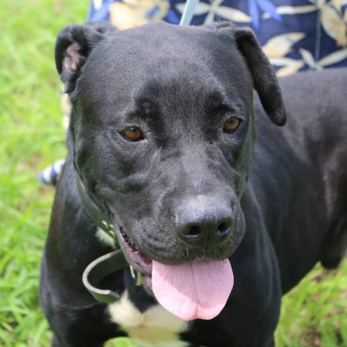 Boof (adoption pending)