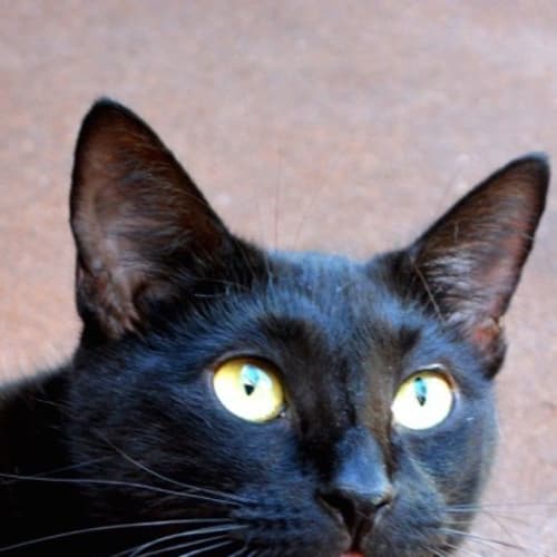 Kitty (Bec18713)