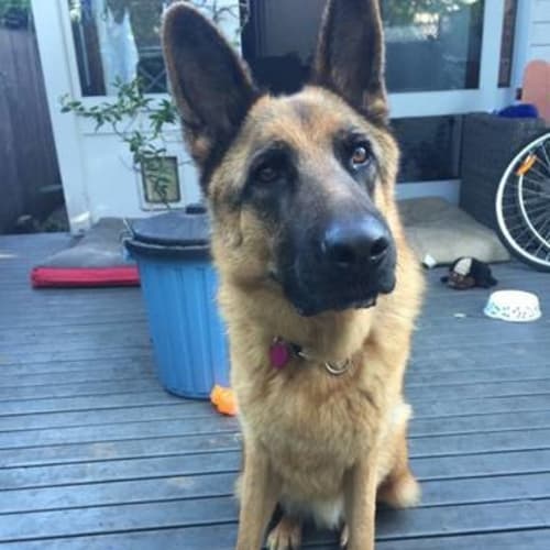 Cassius is on hold pending adoption