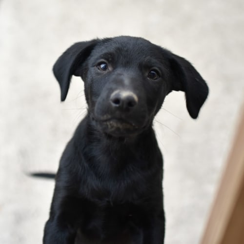 Jet