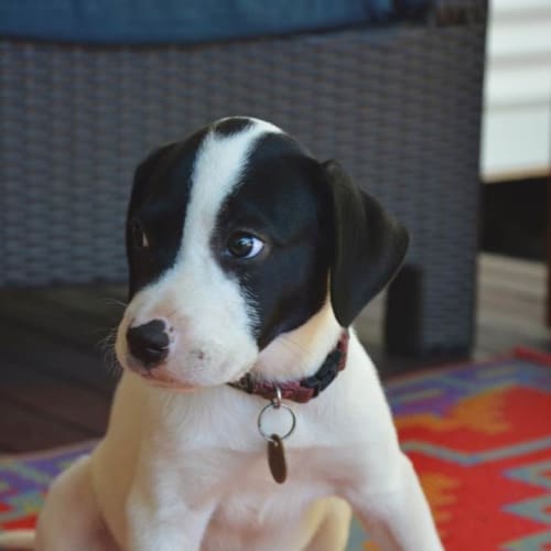 Rosie (Bed43626) *Adopted*