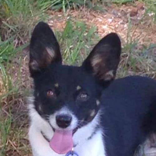 Radar ~ 1yo Foxy (On Trial 4/3/16)