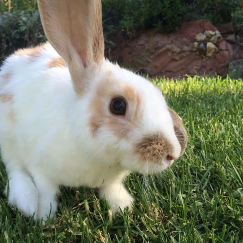 Diego 🐰Adopt Me🐰 I'm cute & love my cuddles💖! 