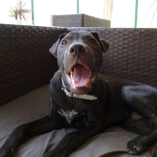 Rocco *I'm just $200!*