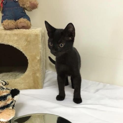 No photo for Smoochy Akira Dreams Of A Forever Home
