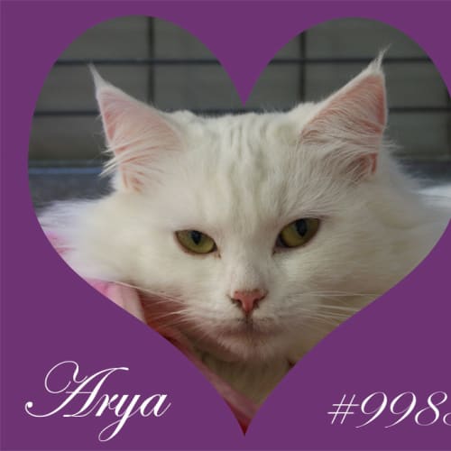Arya #9983