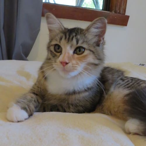 Gemma