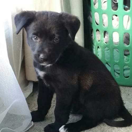 milo
