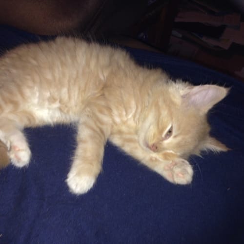 Samson (Cat/Dog Friendly)
