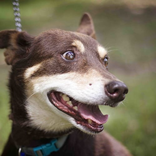 Rex ~ Red Kelpie, senior boy (Trial 26/4/16)
