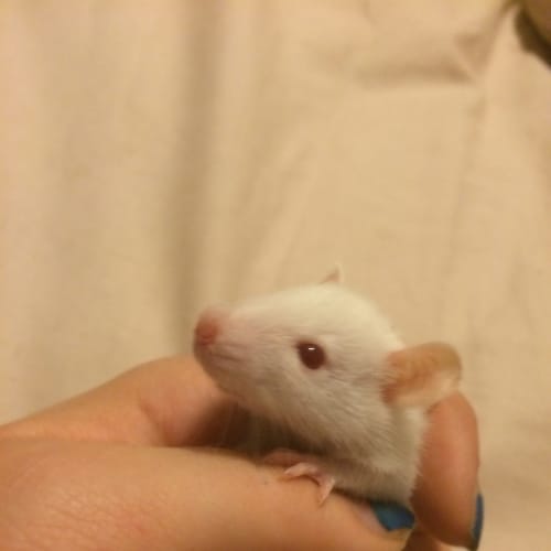 Heinrich