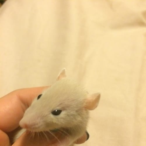 Wolfgang