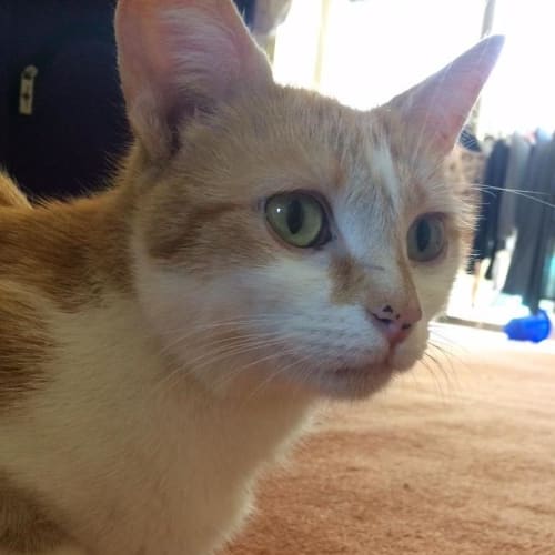 Candy ($25 Adoption Fee)