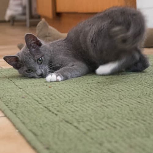 Gracie