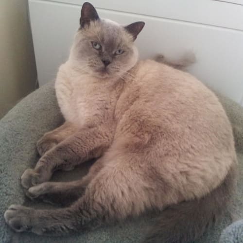 Saffy
