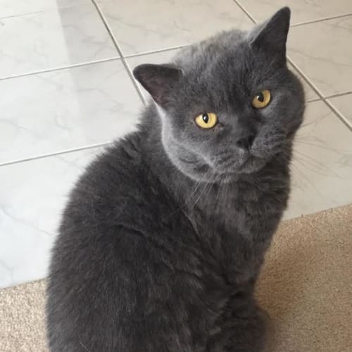 Ciccio