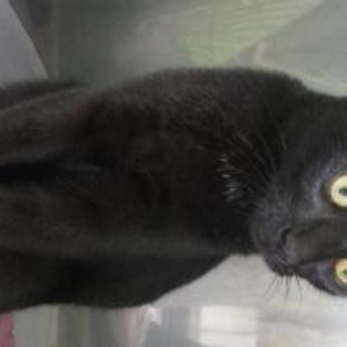 Onyx