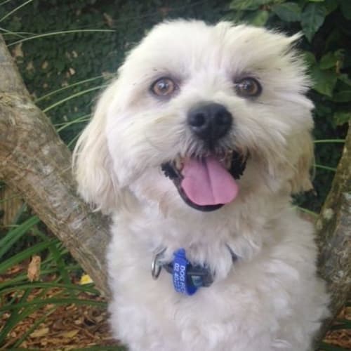 Milo ~ Maltese x Shih Tzu ~ On Trial 10/04/16